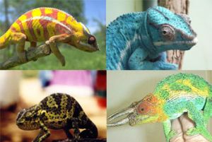 chameleon-changing-color-i0