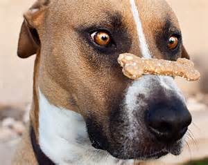 Dog with treat on nose